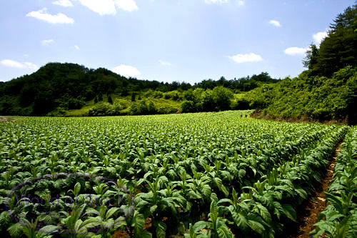 genetically modified tobacco Genetic engineering transforms plant into an antimalaria drug factory | Science Nicotiana benthamiana, a tobacco plant