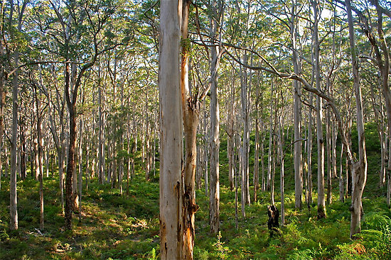 South Australian Forest